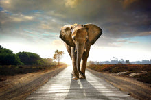 Load image into Gallery viewer, Elephant Walk

